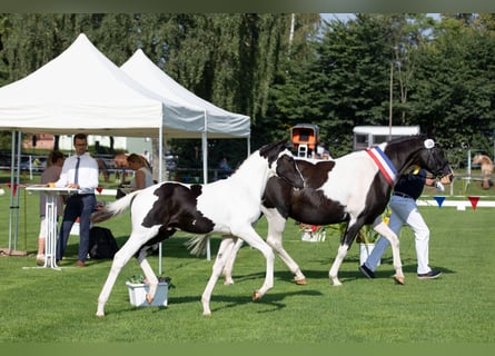 Pinto Horse, Stallone, Puledri
 (05/2023), 160 cm, Pezzato