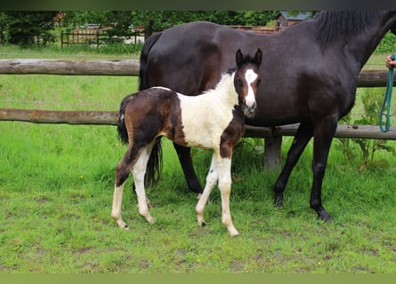 Pinto Horse, Stallone, Puledri (05/2026), Pezzato