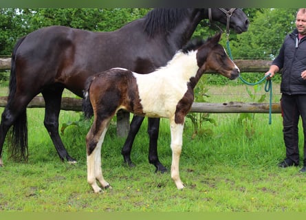 Pinto Horse, Stallone, Puledri (05/2026), Pezzato