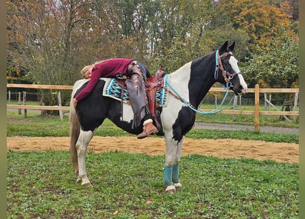 Pinto, Klacz, 10 lat, 160 cm, Srokata