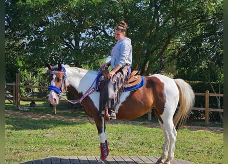 Pinto, Klacz, 12 lat, 150 cm, Srokata