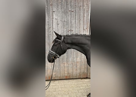 Pinto, Klacz, 3 lat, 164 cm, Kara