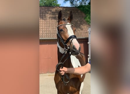 Pinto, Klacz, 5 lat, 160 cm, Srokata