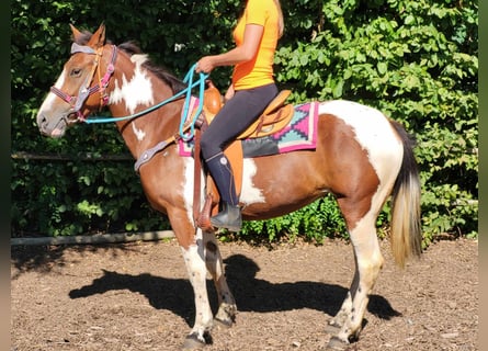 Pinto, Klacz, 6 lat, 150 cm, Srokata