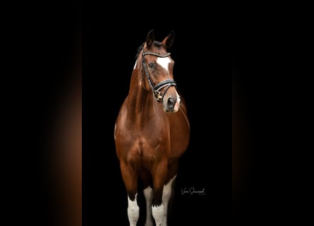 Pinto, Klacz, 8 lat, 165 cm, Srokata