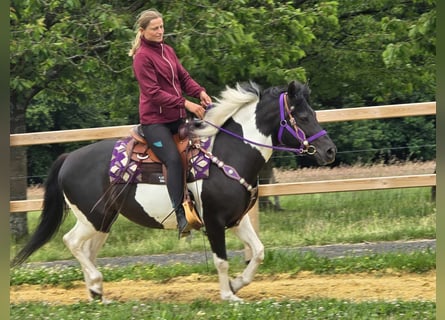 Pinto, Klacz, 9 lat, 145 cm, Siwa