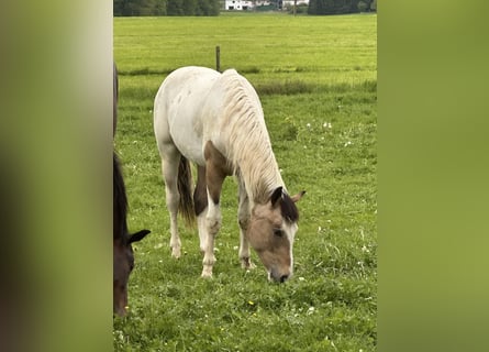 Pinto Mix, Ogier, 1 Rok, 152 cm, Tobiano wszelkich maści