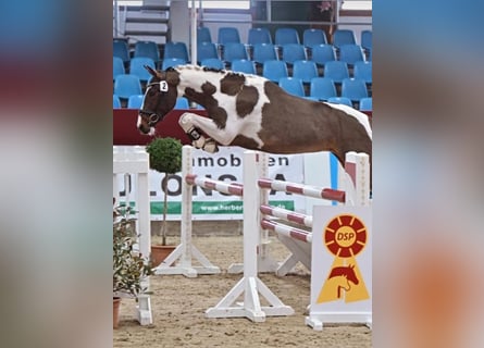 Pinto, Ogier, 3 lat, 155 cm, Srokata