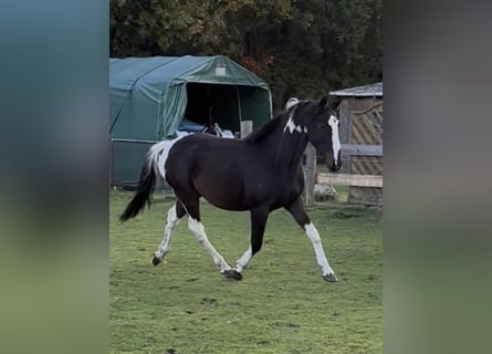 Pinto, Wałach, 3 lat, 155 cm, Srokata