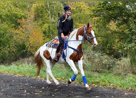 Pinto, Wałach, 6 lat, 158 cm, Srokata
