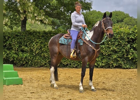 Pinto, Wałach, 8 lat, 156 cm, Srokata