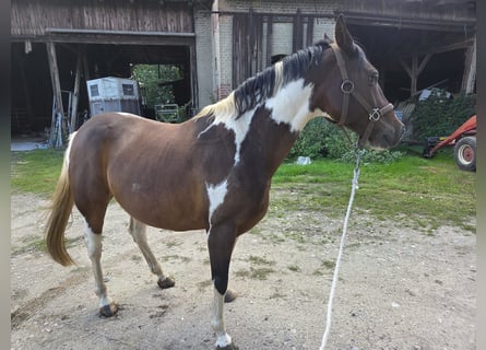 Pinto, Wałach, 9 lat, 156 cm, Srokata