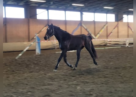 Pinto, Wałach, 9 lat, 169 cm, Ciemnogniada