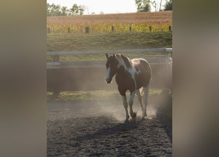 Pintohäst Blandning, Hingst, 3 år, Tobiano-skäck-alla-färger