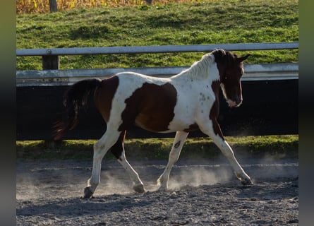 Pintohäst Blandning, Hingst, 3 år, Tobiano-skäck-alla-färger
