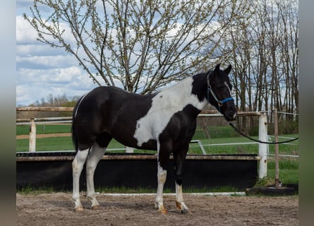 Pintohäst Blandning, Sto, 3 år, 150 cm, Pinto