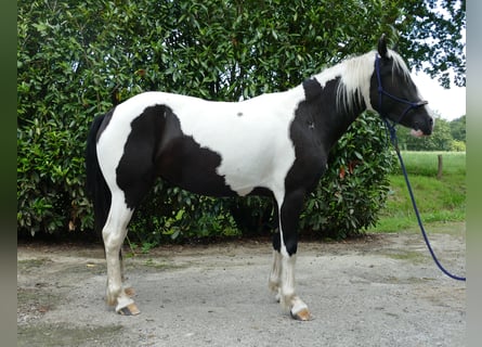 Pintos, Stute, 4 Jahre, 144 cm, Schecke