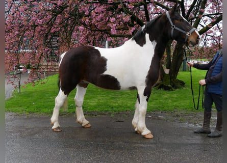 Pintohäst, Sto, 5 år, 158 cm