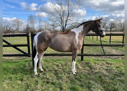 Pintohäst, Sto, 6 år, 168 cm, Pinto
