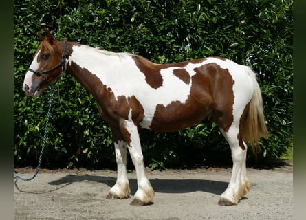 Pintohäst, Sto, 9 år, 148 cm, Pinto