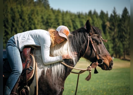 Pintohäst Blandning, Valack, 15 år, 155 cm, Tobiano-skäck-alla-färger