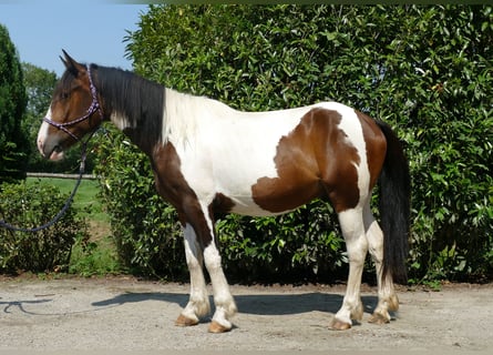 Pintohäst, Valack, 3 år, 154 cm, Pinto