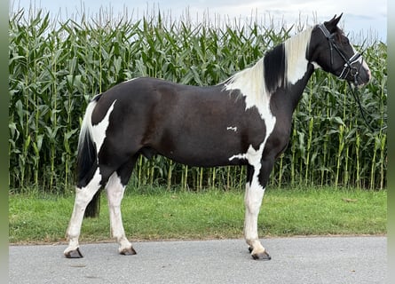 Pintohäst Blandning, Valack, 3 år, 155 cm, Pinto