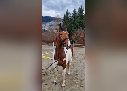 Pintos Mestizo, Caballo castrado, 13 años, 160 cm, Pío