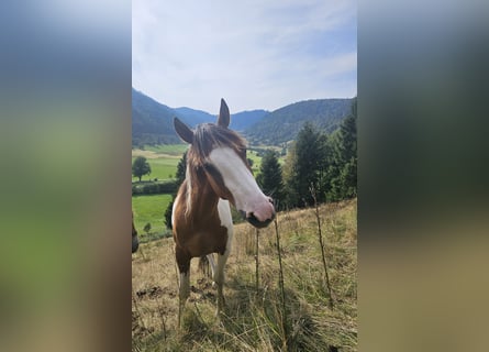 Pintos Mestizo, Caballo castrado, 2 años, 150 cm, Pío