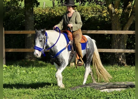 Pintos, Caballo castrado, 3 años, 149 cm, Pío