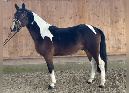 Pintos, Caballo castrado, 3 años, 154 cm, Pío