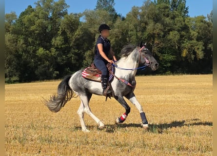 Pintos, Caballo castrado, 3 años, 154 cm, Pío