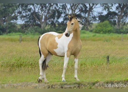 Pintos, Caballo castrado, 4 años, 155 cm, Pío