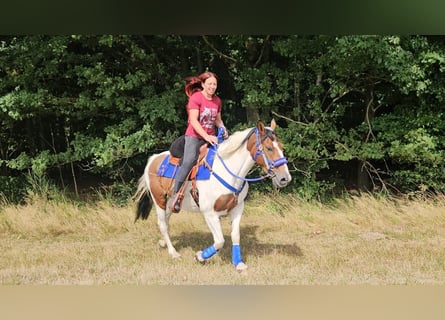 Pintos, Caballo castrado, 4 años, 155 cm, Pío