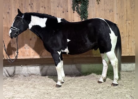 Pintos Mestizo, Caballo castrado, 4 años, 158 cm, Pío