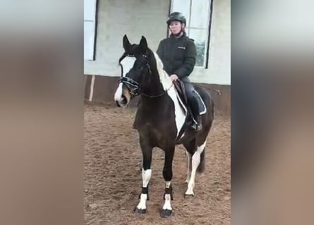 Pintos, Caballo castrado, 4 años, 162 cm, Pío