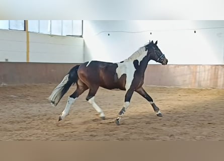 Pintos, Caballo castrado, 4 años, 162 cm, Pío