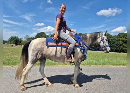 Pintos, Caballo castrado, 8 años, 152 cm, Pío