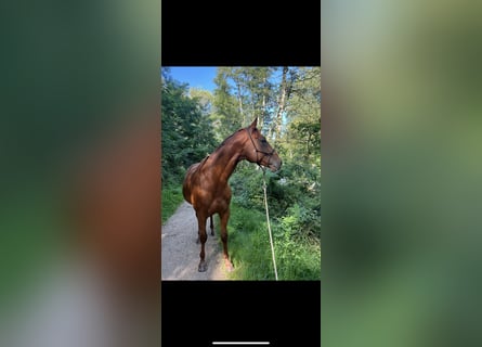 Pintos, Caballo castrado, 8 años, 160 cm, Alazán-tostado