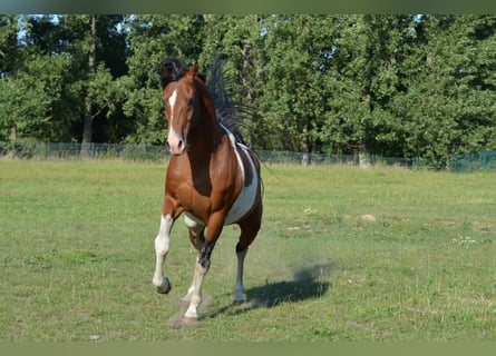 Pintos, Étalon, 15 Ans, 153 cm, Tobiano-toutes couleurs