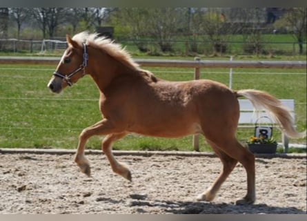 Pintos, Étalon, 1 Année, 140 cm, Alezan