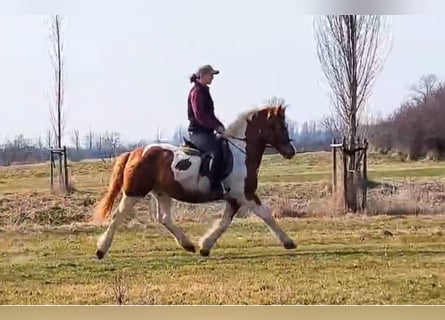 Pintos Mix, Gelding, 12 years, 14.1 hh, Pinto