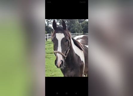 Pintos, Gelding, 1 year, 16,2 hh, Pinto