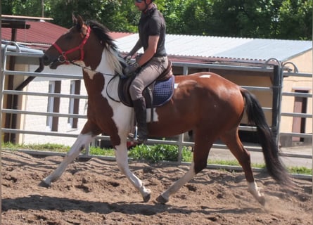 Pintos, Gelding, 3 years, 15,1 hh, Pinto