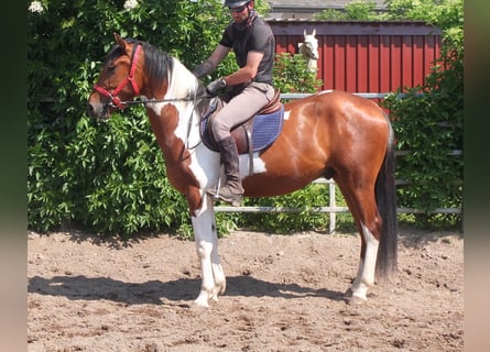Pintos, Gelding, 3 years, 15,1 hh, Pinto