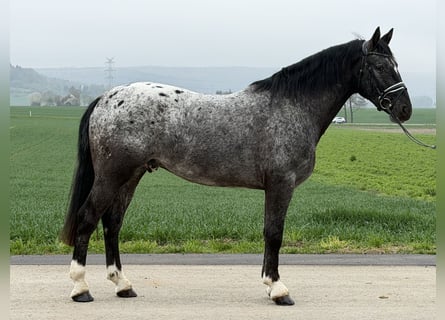 Pintos Mix, Gelding, 3 years, 15,2 hh, Leopard-Piebald