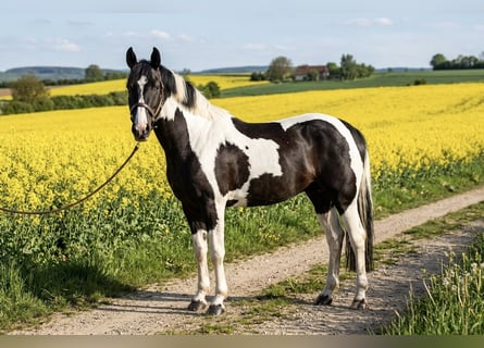 Pintos, Gelding, 7 years, 15.2 hh, Pinto