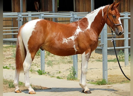 Pintos Mix, Hengst, 1 Jaar, 140 cm, Gevlekt-paard