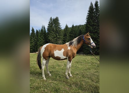 Pintos Mix, Hengst, 1 Jaar, 150 cm, Gevlekt-paard