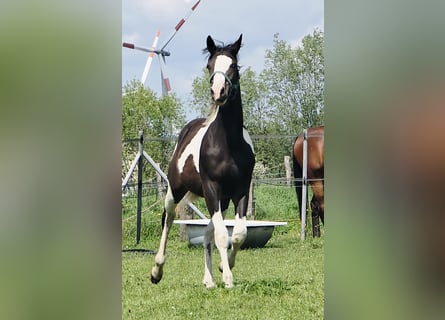 Pintos Mix, Hengst, 1 Jaar, 168 cm, Gevlekt-paard